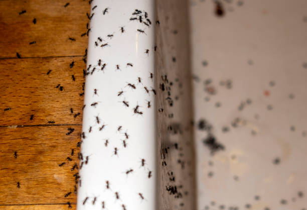 Best Pest Inspection Near Me  in Tioga, TX
