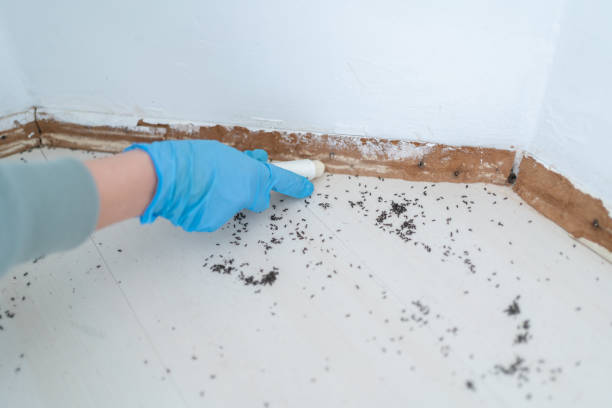 Best Ant Control Services  in Tioga, TX